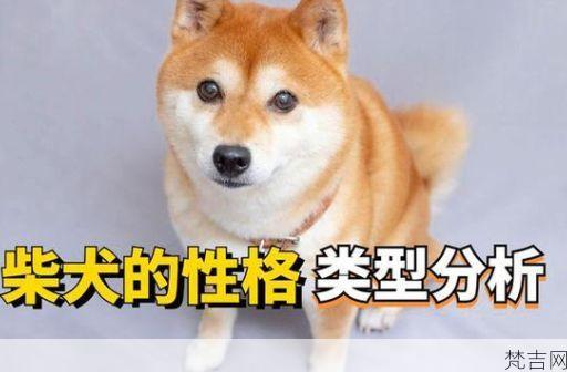 柴犬性格怎么样有攻击性吗，柴犬的性格特点及饲养要点！