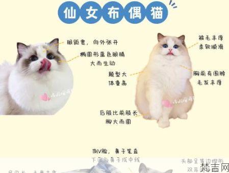 布偶猫喂养攻略，布偶猫的日常护理！