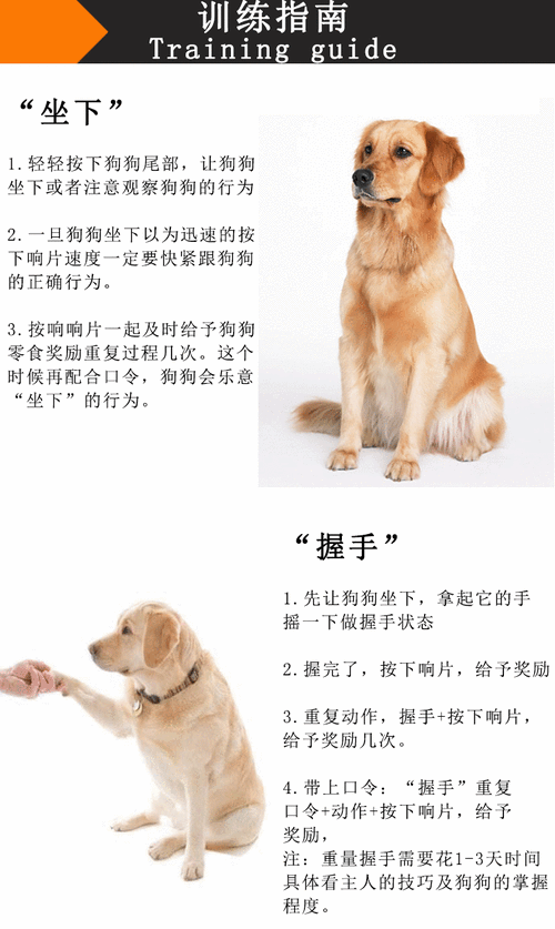 训狗的正确方法和技巧，博美犬的训练奖励方法！