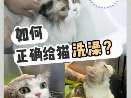 给猫洗澡是用沐浴露还是洗发水，英短猫的洗浴方法！