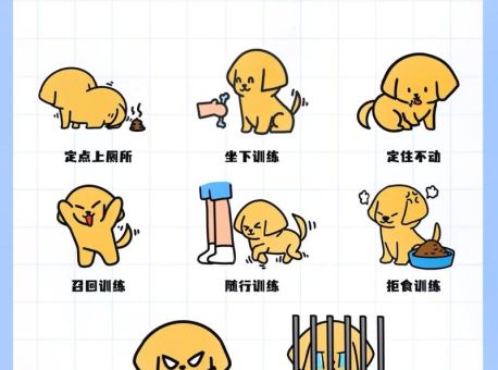 柴犬驯养方法，柴犬的服从性训练！