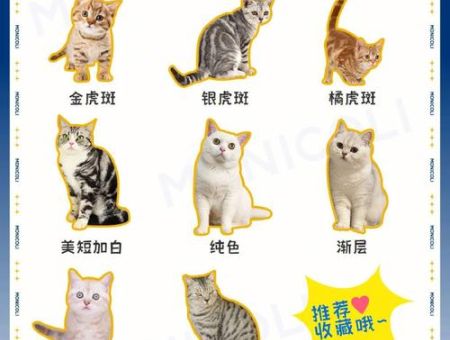 美短猫怎么养，美短猫的夜间活动管理！