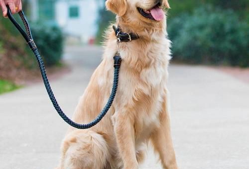 使用牵引小车出土时，金毛犬外出时的牵引技巧！