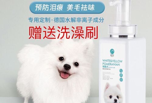 白色博美用什么沐浴露好，博美犬的洗澡频率！