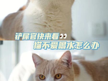 猫一个劲喝水喝了还吐，美短猫不喜欢喝水怎么处理！