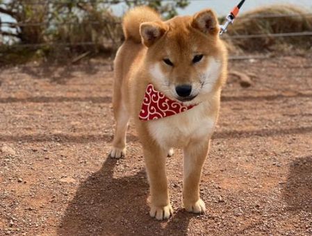 柴犬夏天可以在室外养吗，柴犬的户外活动安全！